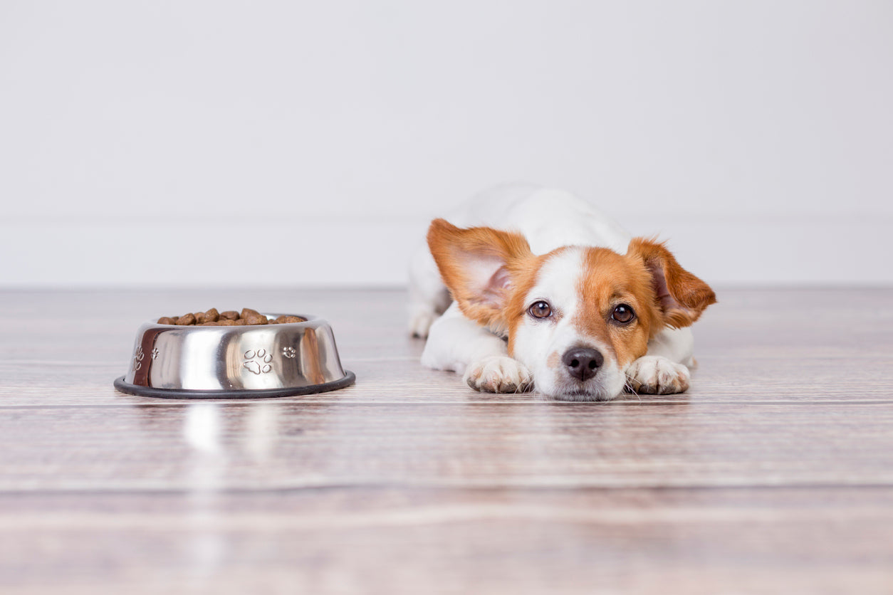 Canine Cuisine: Adding a Dash of Olive Oil to your Dog's Diet! - Arlotta Food Studio LLC
