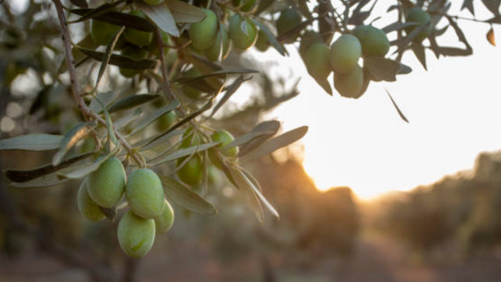 Olive grapes on the tree in the morning sun