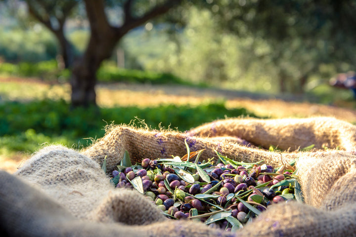 Unveiling the Health Benefits of Organic Olive Oil